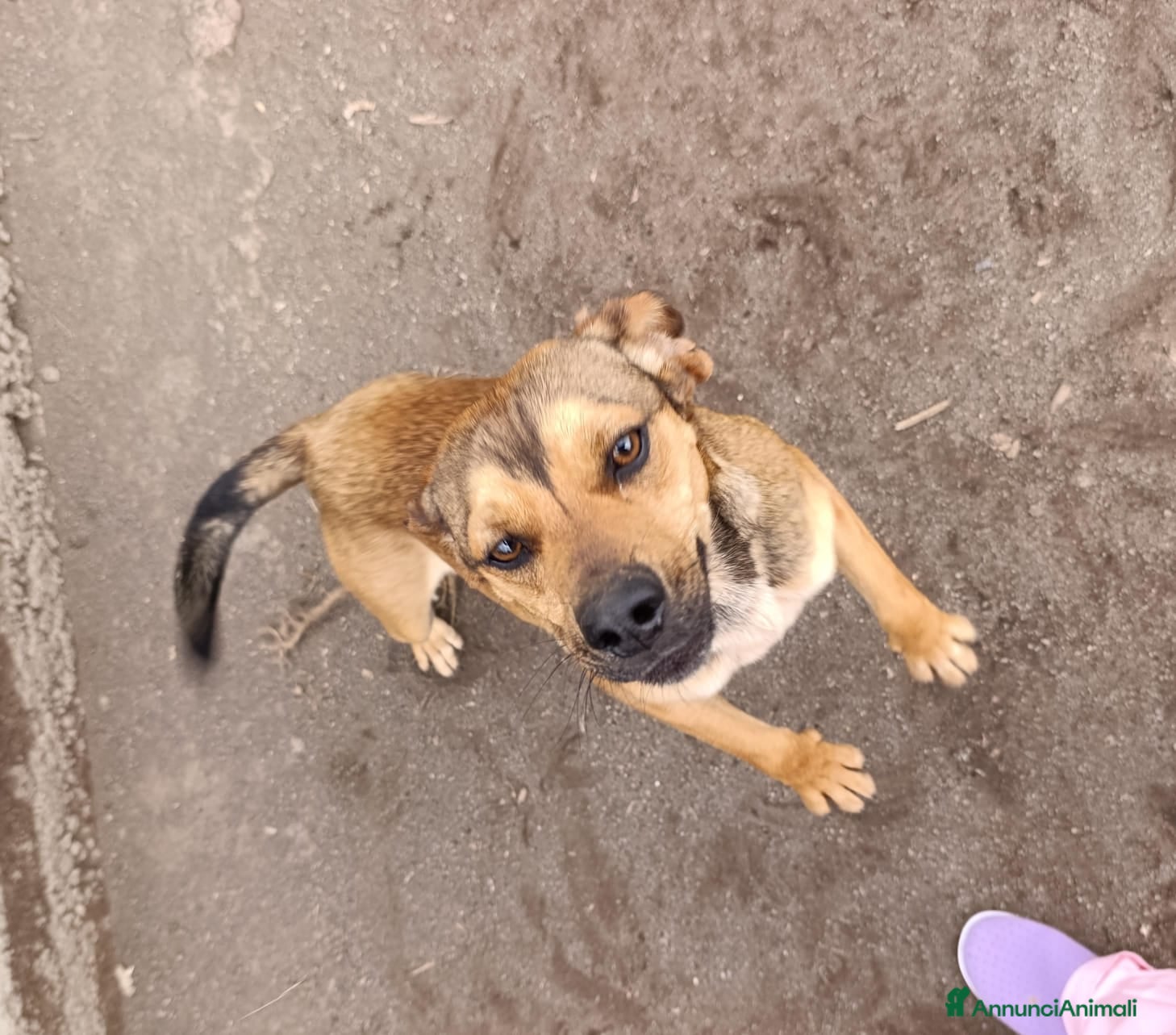 Beagle cani Martino, Beagle Mix in Canile - Annuncio 1