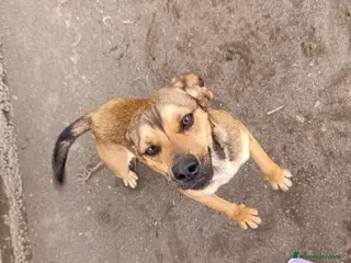 Beagle cani Martino, Beagle Mix in Canile - Annuncio 1