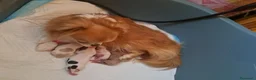 Chihuahua cani in vendita: Cuccioli di Chihuahua con pedigree - Annuncio 5