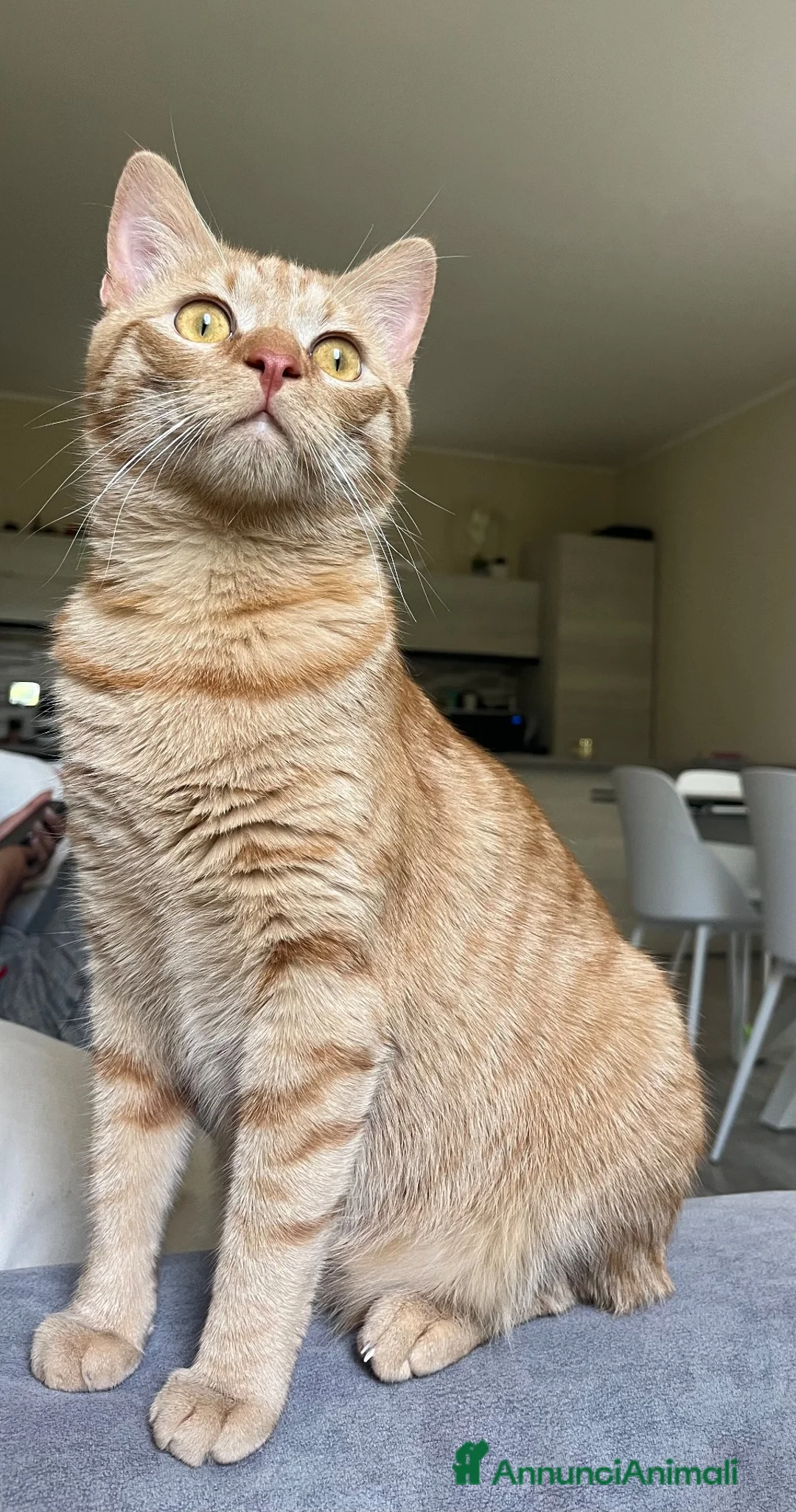 Europeo gatti in regalo: Regalo splendido gatto rosso a Provincia di Reggio Emilia - Annuncio 2