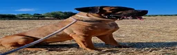 Cane Corso cani in vendita: Cane corso - Annuncio 1
