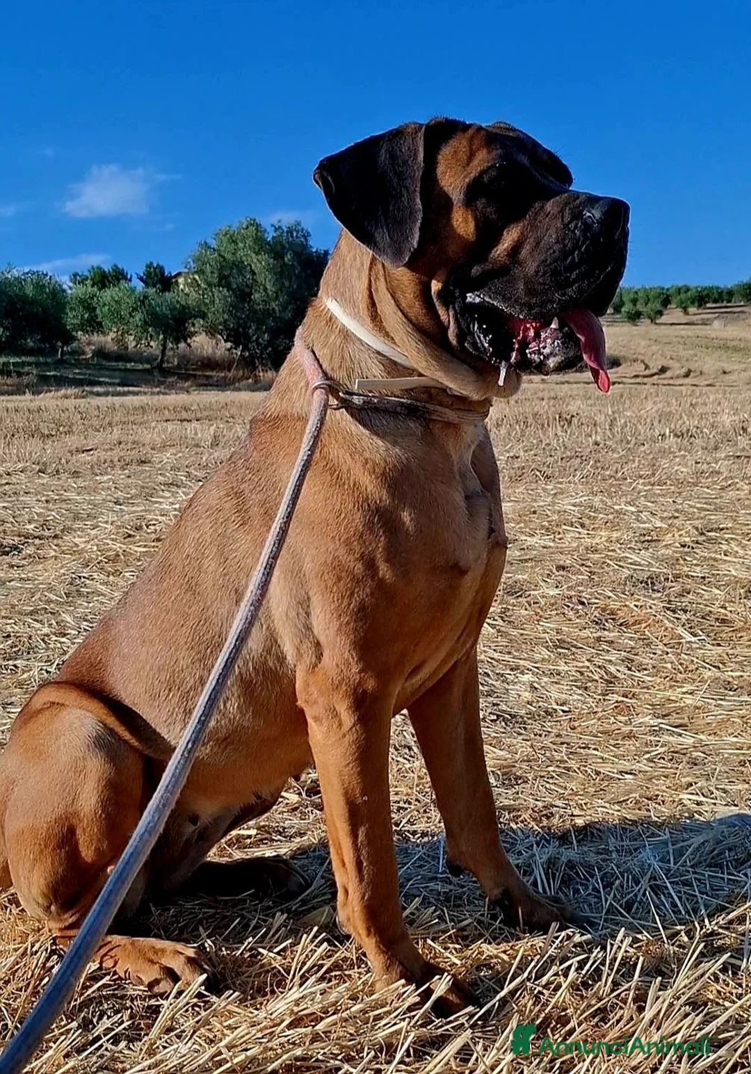 Cane Corso cani in vendita: Cane corso - Annuncio 1