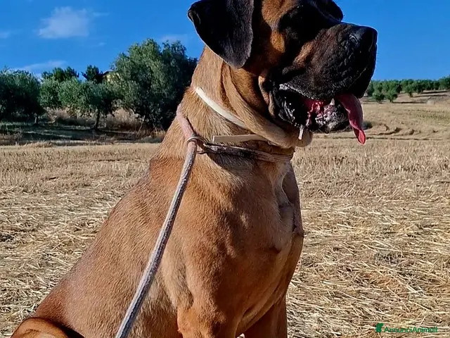 Cane Corso cani in vendita: Cane corso - Annuncio 1