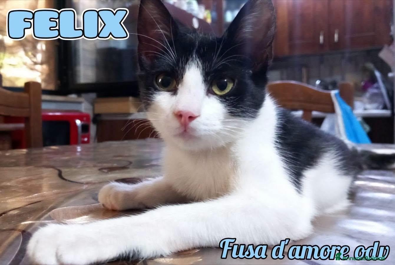 Europeo gatti FELIX, adorabile micino in adozione  - Annuncio 27