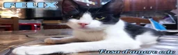 Europeo gatti in regalo: FELIX, adorabile micino in adozione  - Annuncio 1