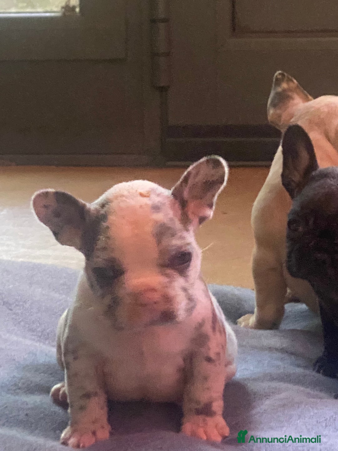 Bandog cani in vendita: Cuccioli di bulldog francese  a Città metropolitana di Milano - Immagine 8