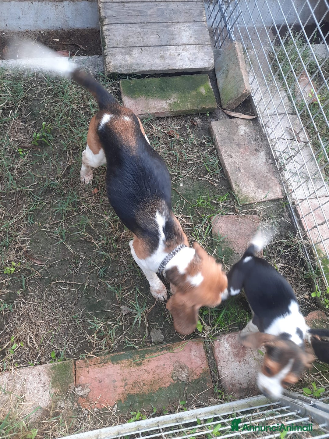 Beagle cani in vendita: Cuccioli Beagle inglese  - Annuncio 4