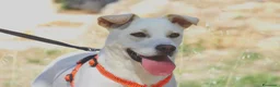Meticcio cani in regalo: Akira mix labrador in adozione  - Annuncio 5