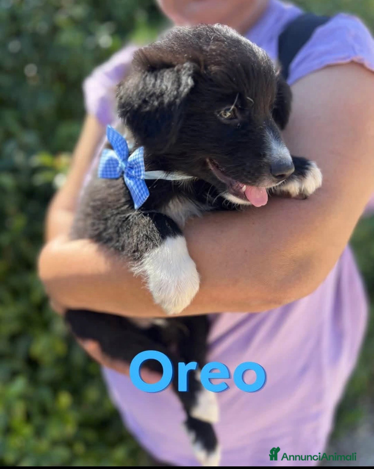 Meticcio cani Oreo il cucciolo dolce come un biscotto - Annuncio 23