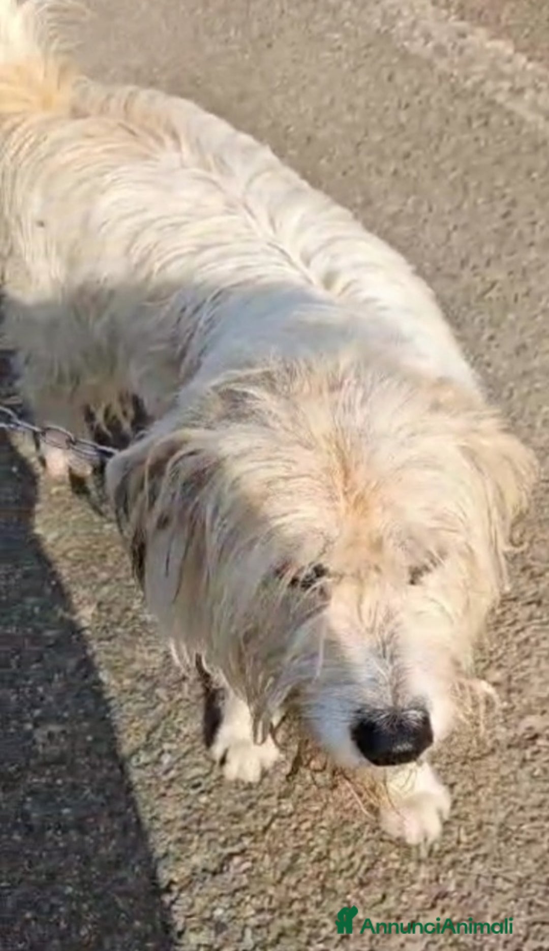 Meticcio cani in regalo: Simil Spinone 5anni salvato da 1aguzzinoNOVARA SOS a Città metropolitana di Milano - Annuncio 3