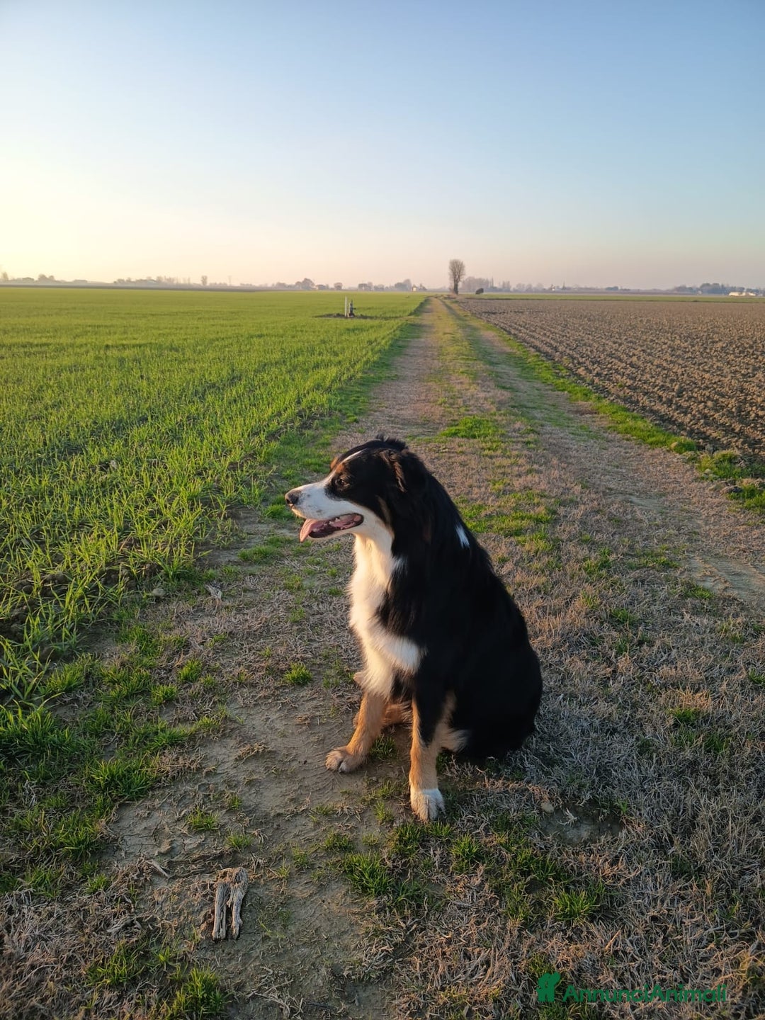 Australian Shepherd cani per accoppiamento: Ritmo cerca moglie - Annuncio 2
