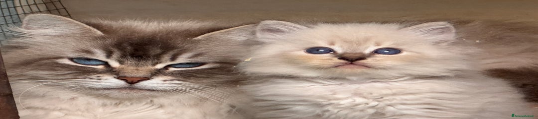 Siberiano Gattino 7