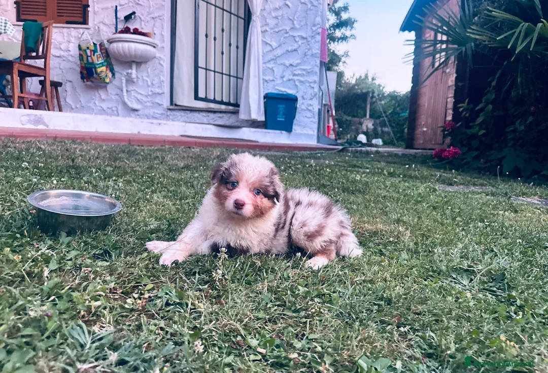 Australian Shepherd cani in vendita: Cuccioli pastore australiani - Annuncio 7