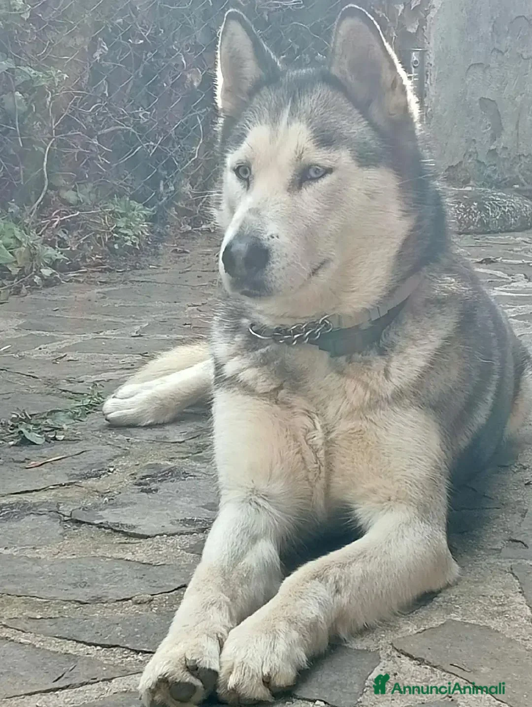 Husky cani in vendita: Siberian Husky  - Annuncio 10