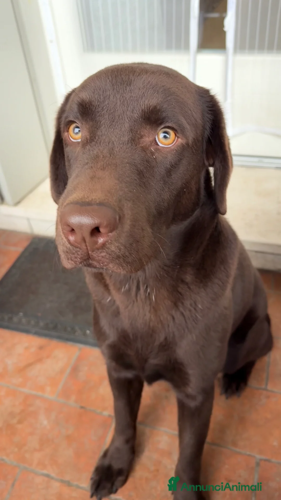 Labrador cani in vendita: Cucciolo Labrador Cioccolato - Annuncio 5
