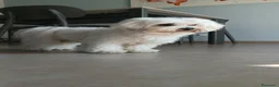 Maltese cani per accoppiamento: Splendido Maltese Maschio x accoppiamento - Annuncio 4