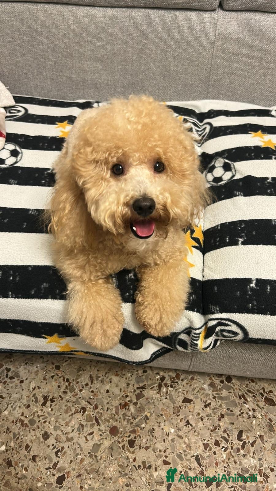 Barboncino cani Barboncino taglia medio piccola bello e peloso  - Annuncio 1