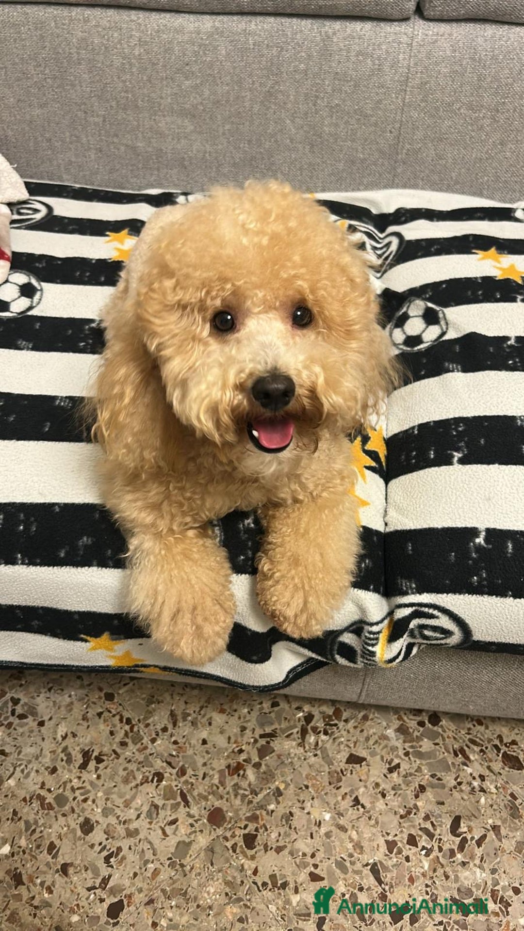 Barboncino cani per accoppiamento: Barboncino taglia medio piccola bello e peloso  - Annuncio 2