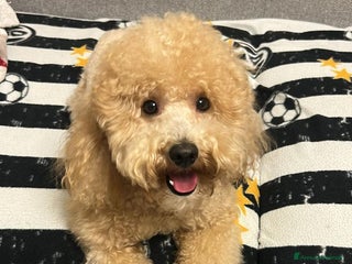 Barboncino cani Barboncino taglia medio piccola bello e peloso - Annuncio 1