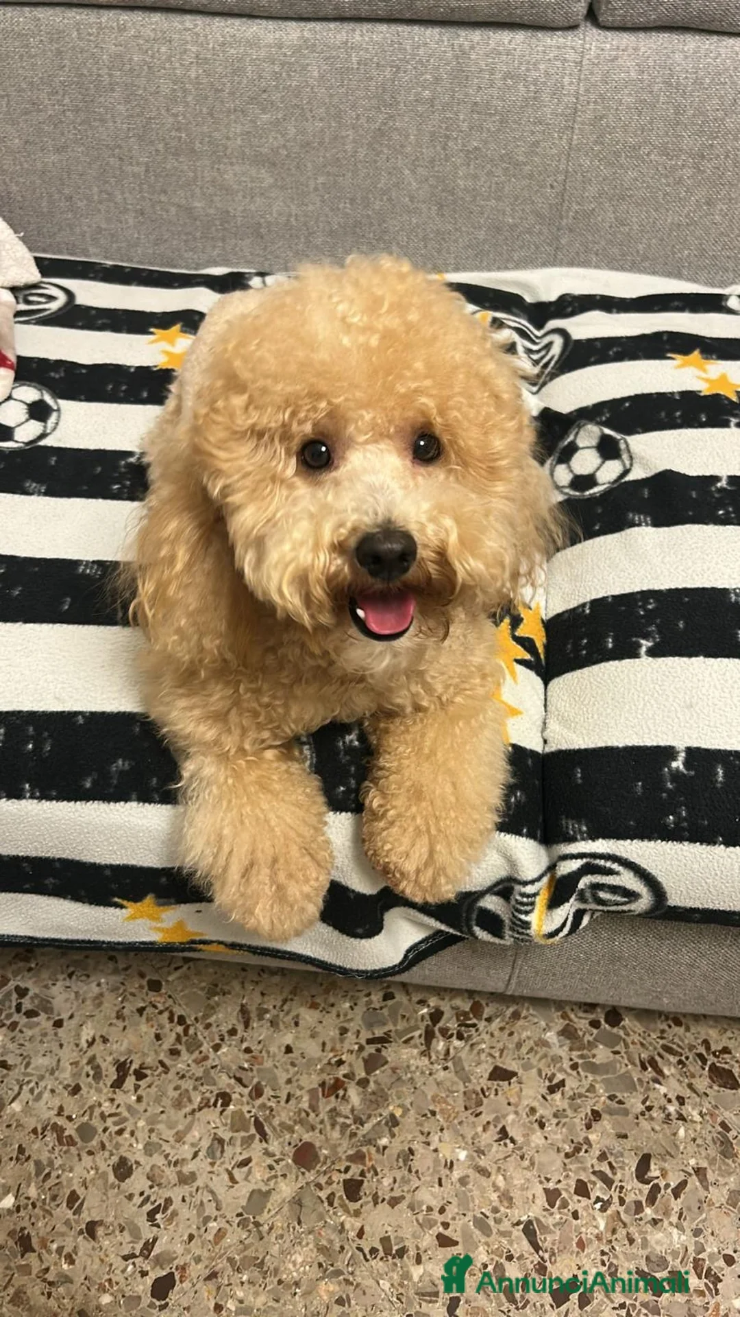 Barboncino cani per accoppiamento: Barboncino toy peloso e bello - Annuncio 2