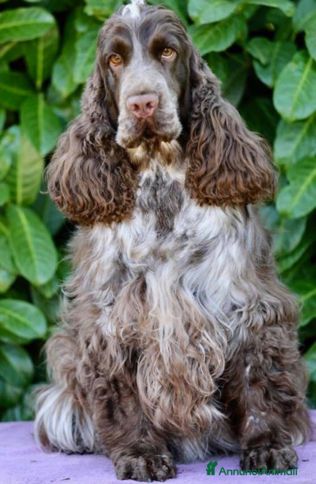 Immagine della galleria {{count}}