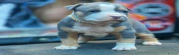 Pitbull cani in vendita: American pitbull terrier ukc  a Città metropolitana di Catania - Annuncio 1