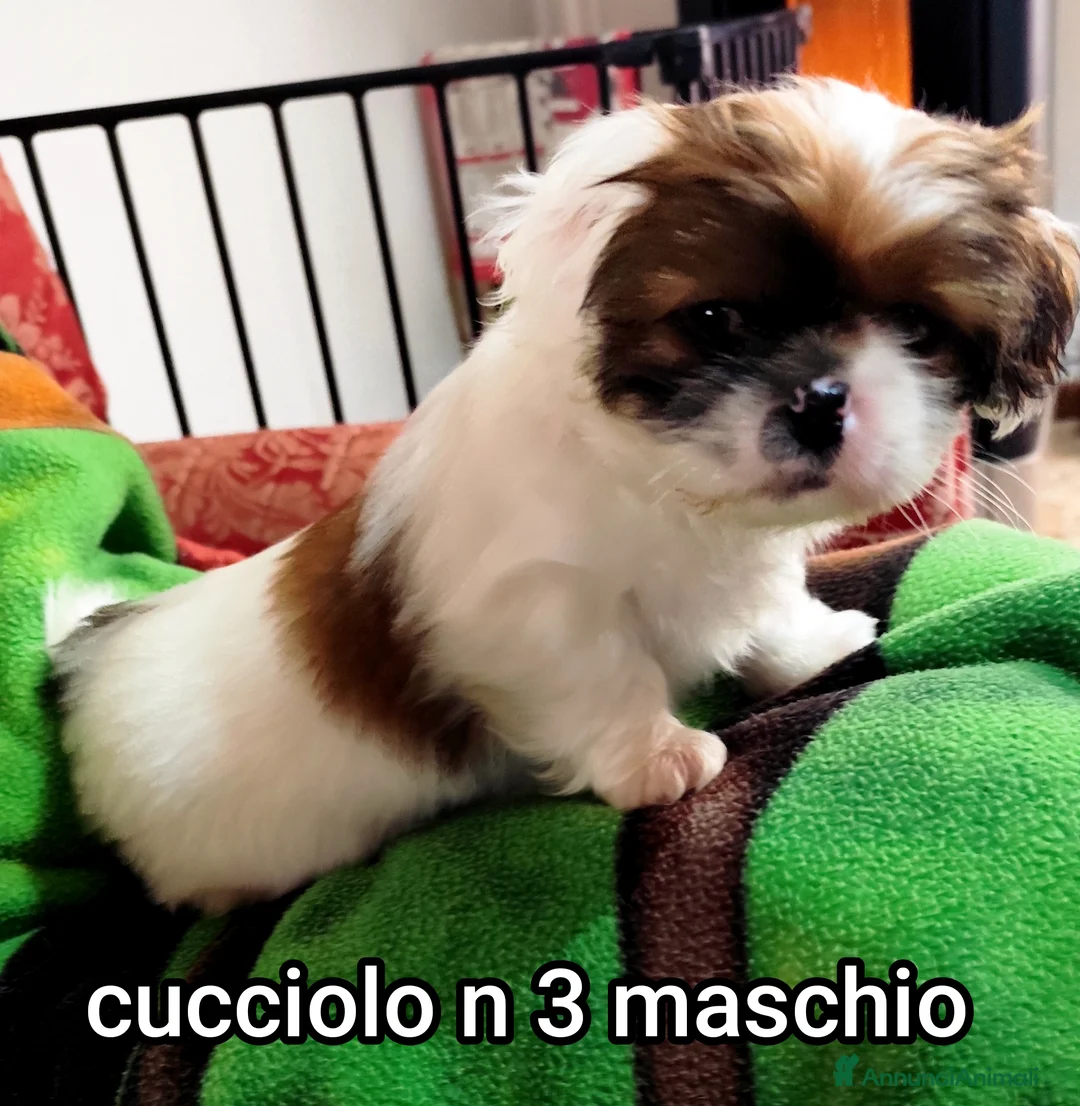 Meticcio cani in vendita: Bellissimi cuccioli cercano amore e casa   - Annuncio 8