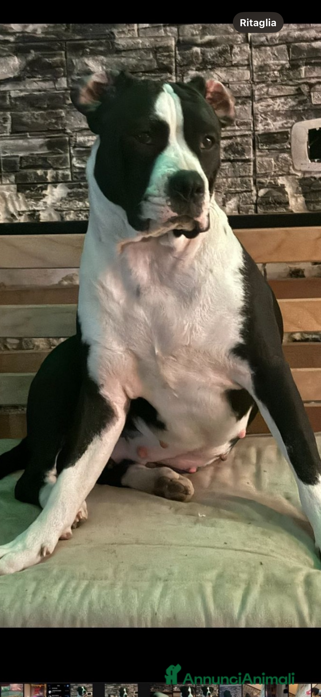 American Staffordshire cani in vendita: Amstaff - Annuncio 6