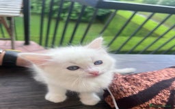 Ragdoll gatti in vendita: Ragdoll a Città Metropolitana di Torino - Immagine 2