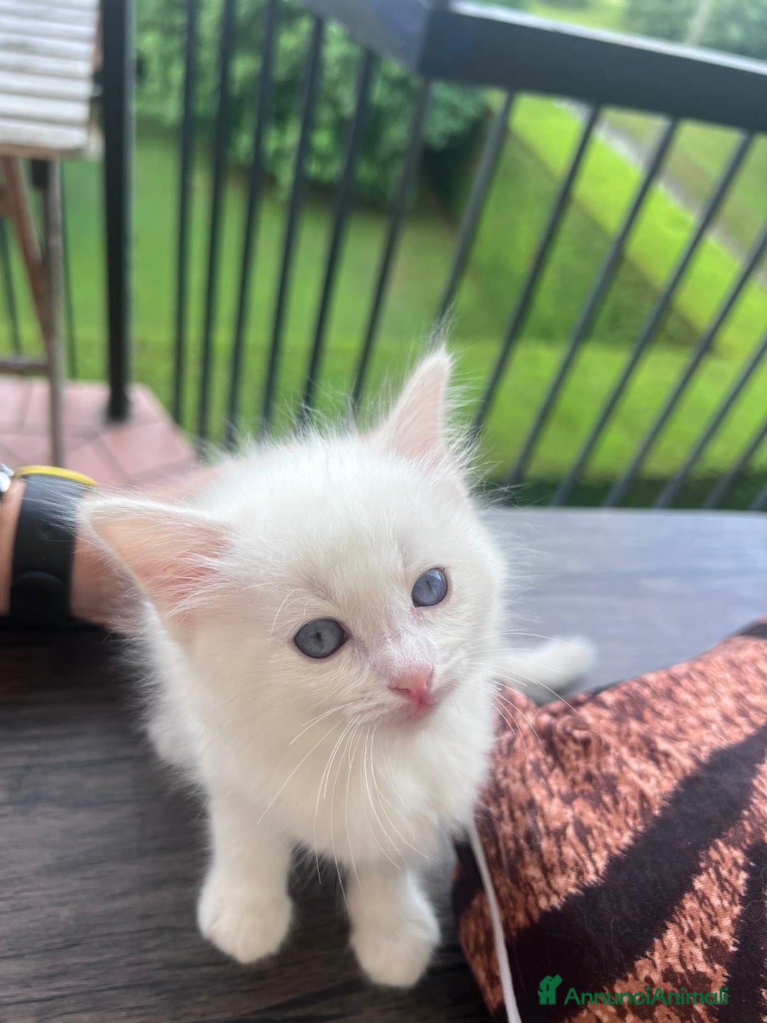 Ragdoll gatti in vendita: Ragdoll a Città Metropolitana di Torino - Immagine 2