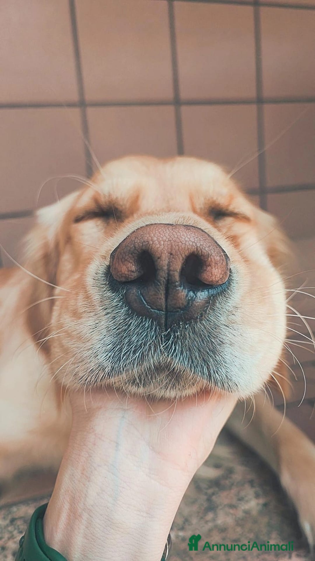 Golden Retriever cani in vendita: Cucciole di Golden Retriever - Annuncio 19