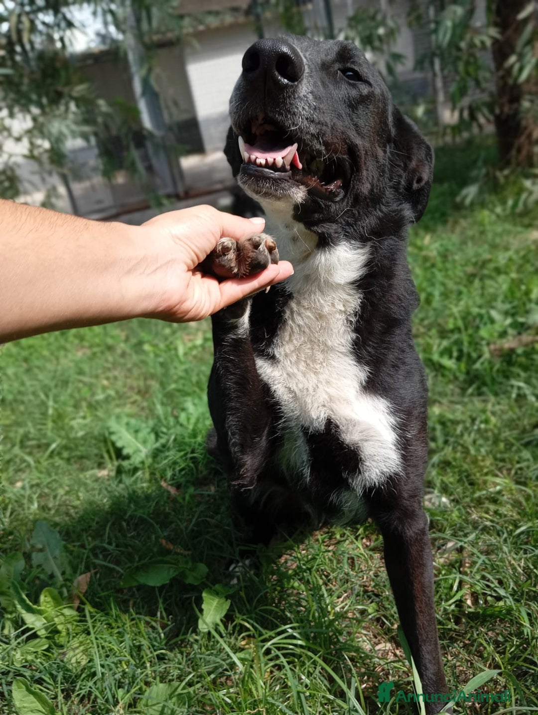 Meticcio cani in regalo: Luna, mix border collie in adozione!  a Provincia di Caserta - Immagine 4