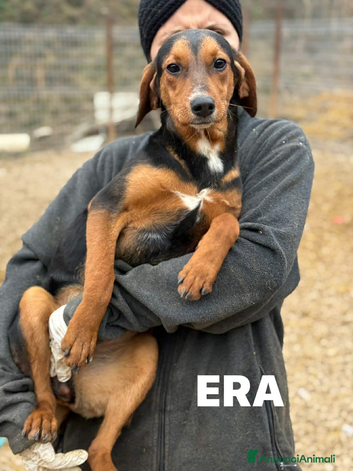 Meticcio cani ERA, cucciolona tanto coccolona! Cerca famiglia - Annuncio 11