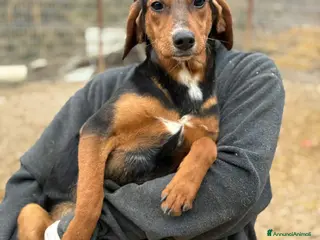 Meticcio cani ERA, cucciolona tanto coccolona! Cerca famiglia - Annuncio 8