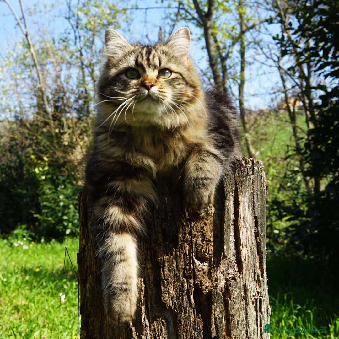 Immagine della galleria {{count}}