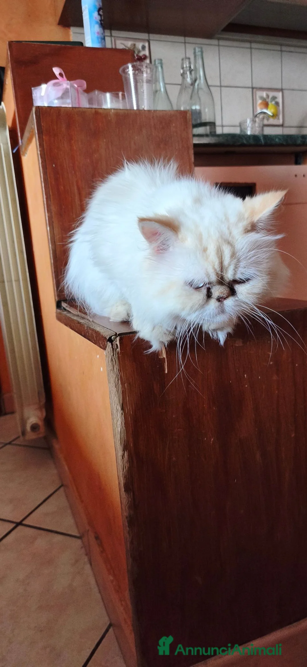Persiano gatti in vendita: Persiano femmina  a Provincia di Salerno - Annuncio 4