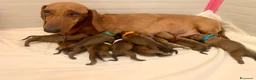 Bassotto cani in vendita: CUCCIOLI BASSOTTI STANDARD - Annuncio 2