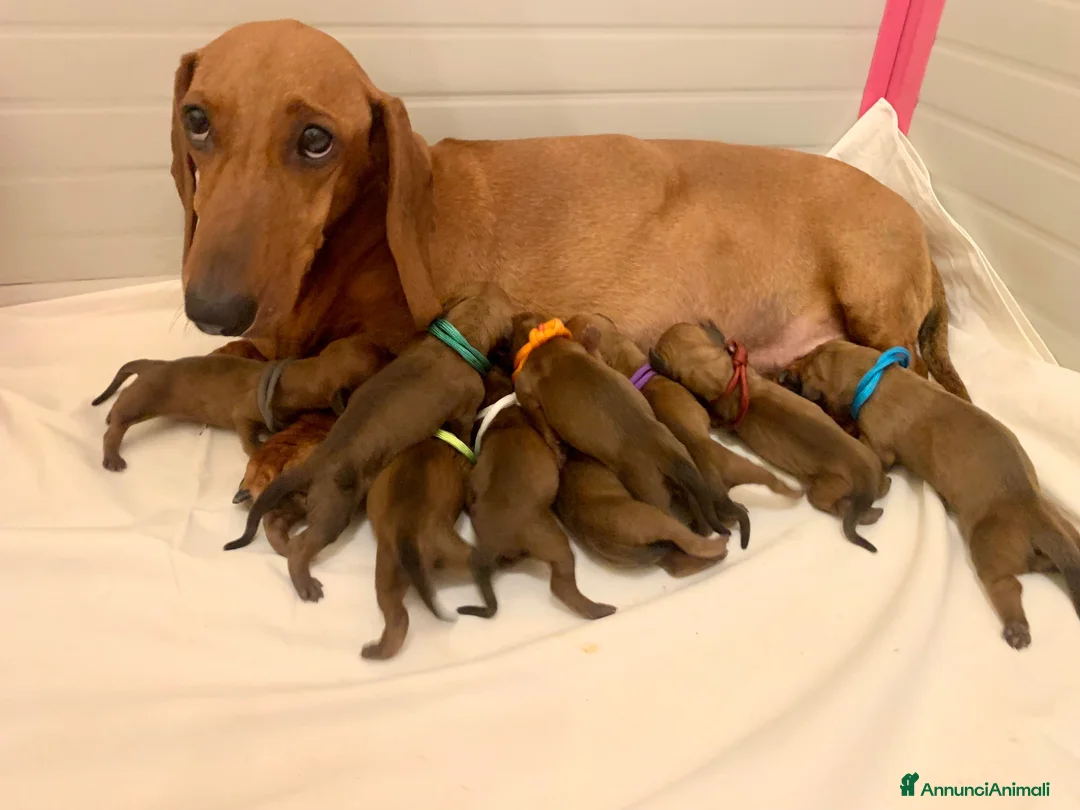 Bassotto cani in vendita: CUCCIOLI BASSOTTI STANDARD - Annuncio 2