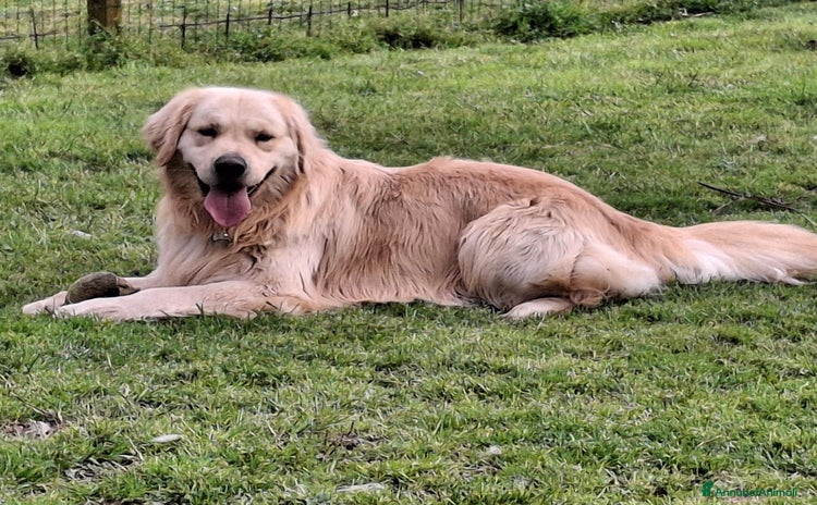 Golden Retriever cani - Annuncio 1
