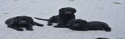 Labrador cani in vendita: Femmina di Labrador - Annuncio 5