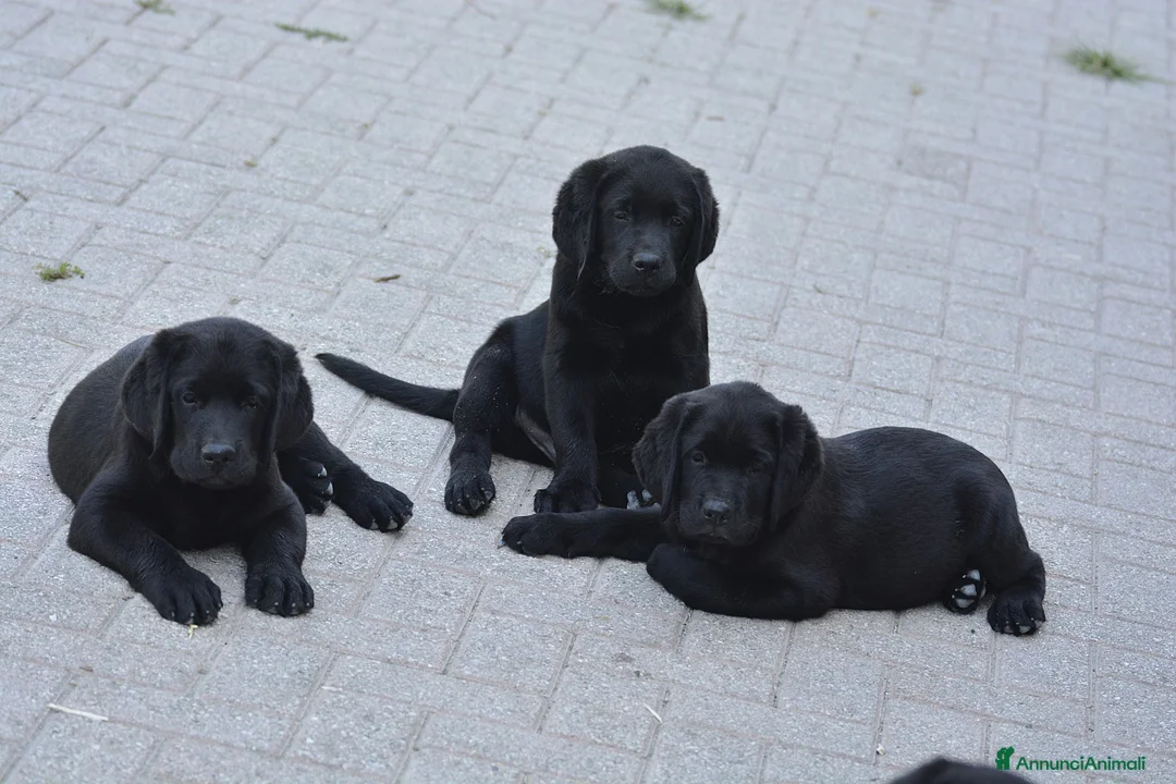 Labrador cani in vendita: Femmina di Labrador - Annuncio 5
