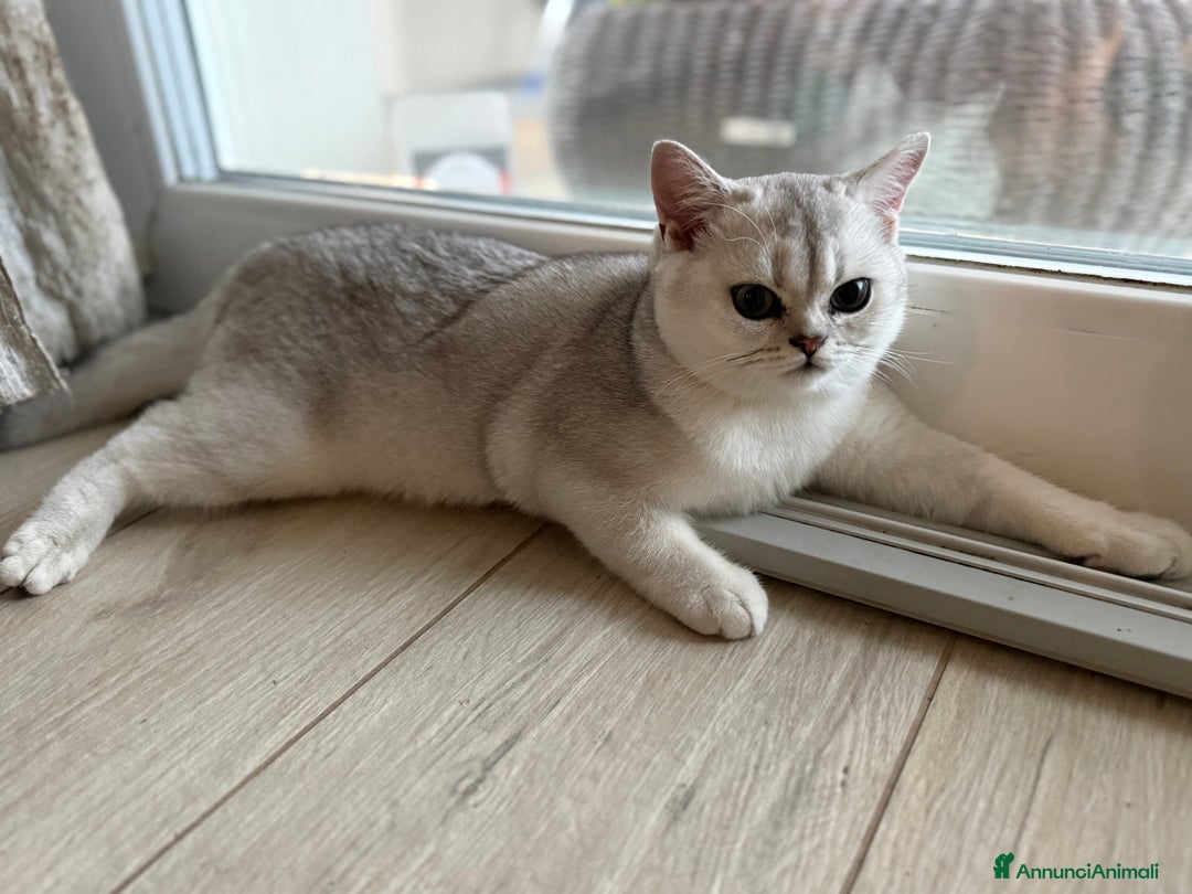 Scottish gatti in vendita: Scottish straight  - Annuncio 7