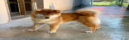 Shiba Inu cani in vendita: Shiba cucciola femmina con Pedigree, disponibile. - Annuncio 3