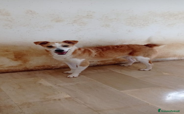 Meticcio cani a Città Metropolitana di Torino - Annuncio 19