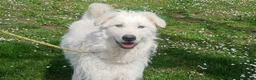 Meticcio cani in regalo: SANDRINO HA PERSO TUTTO, IN ADOZIONE - Annuncio 1