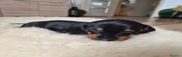 Bassotto cani in vendita: Bassotti nani (Genetica Testata e Acquisto Sicuro) - Annuncio 4