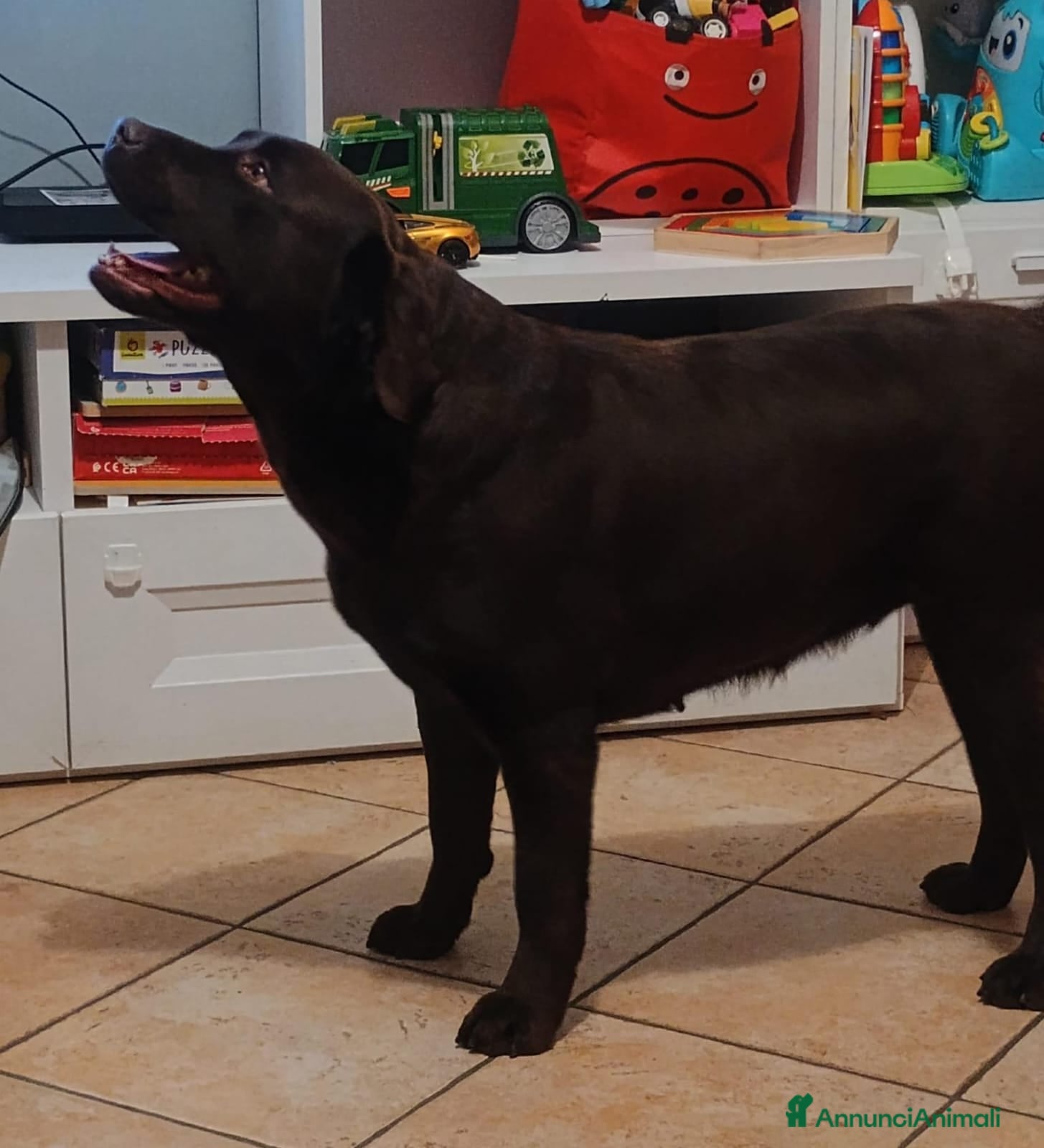 Labrador cani LABRADOR - Annuncio 1