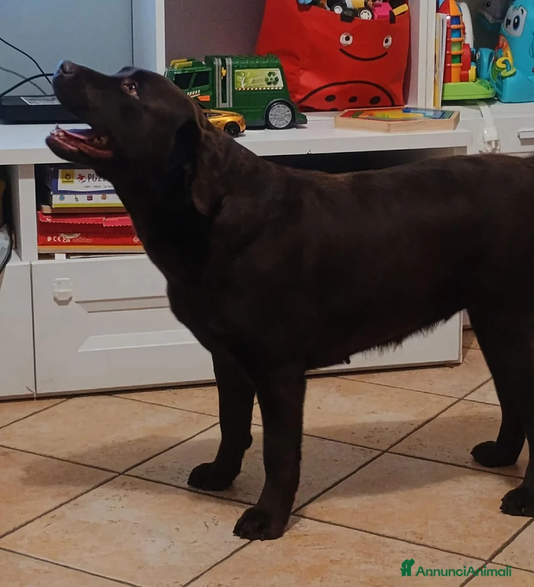 Labrador cani in vendita: LABRADOR - Annuncio 1