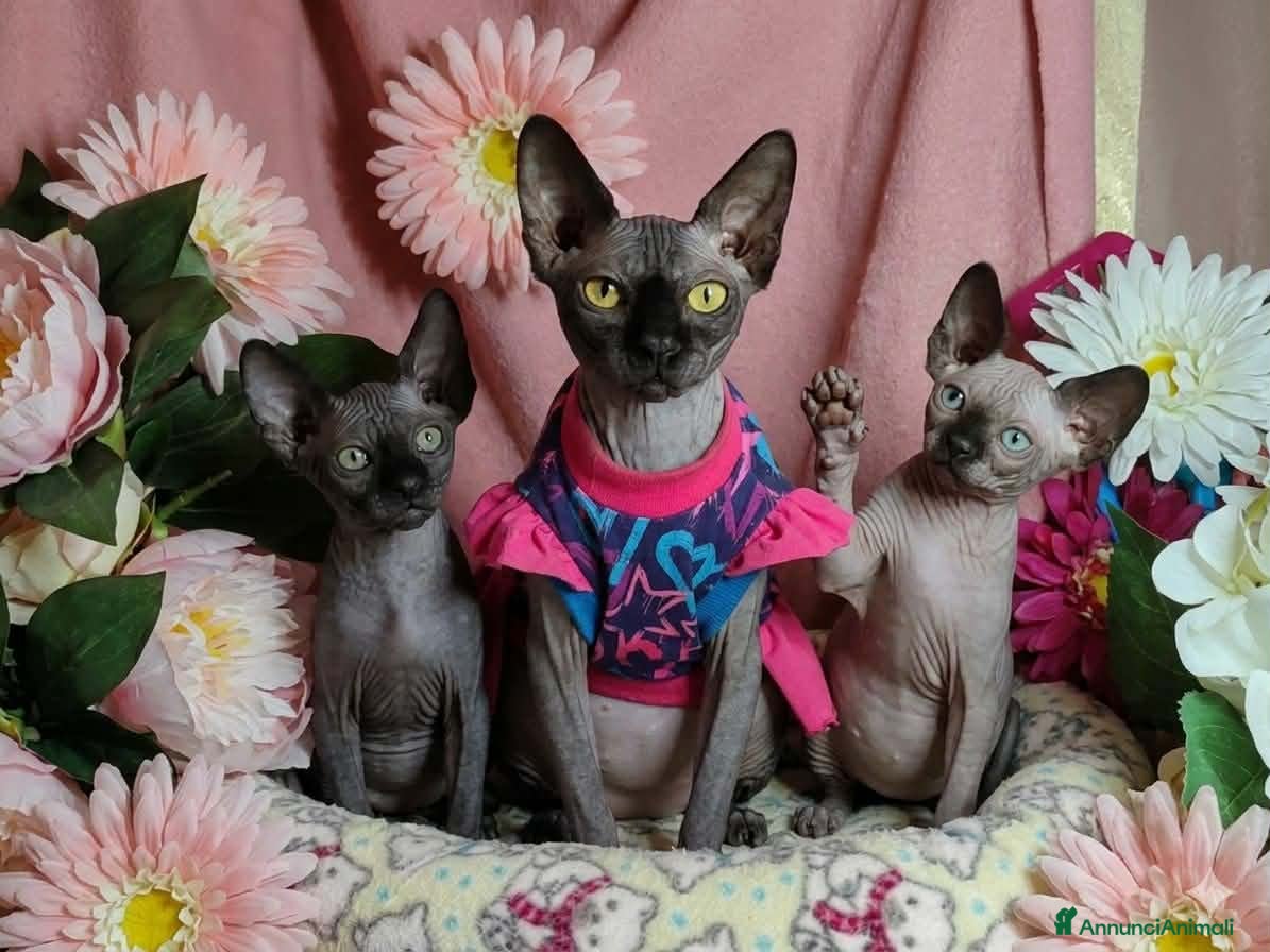 Sphynx gatti sphynx cucciole - Annuncio 2
