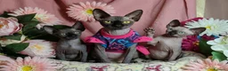 Sphynx gatti in vendita: sphynx cucciole - Annuncio 1